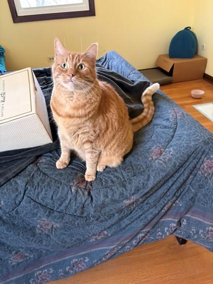 Tucker, ADOPTABLE, Senior Male Domestic Short Hair.