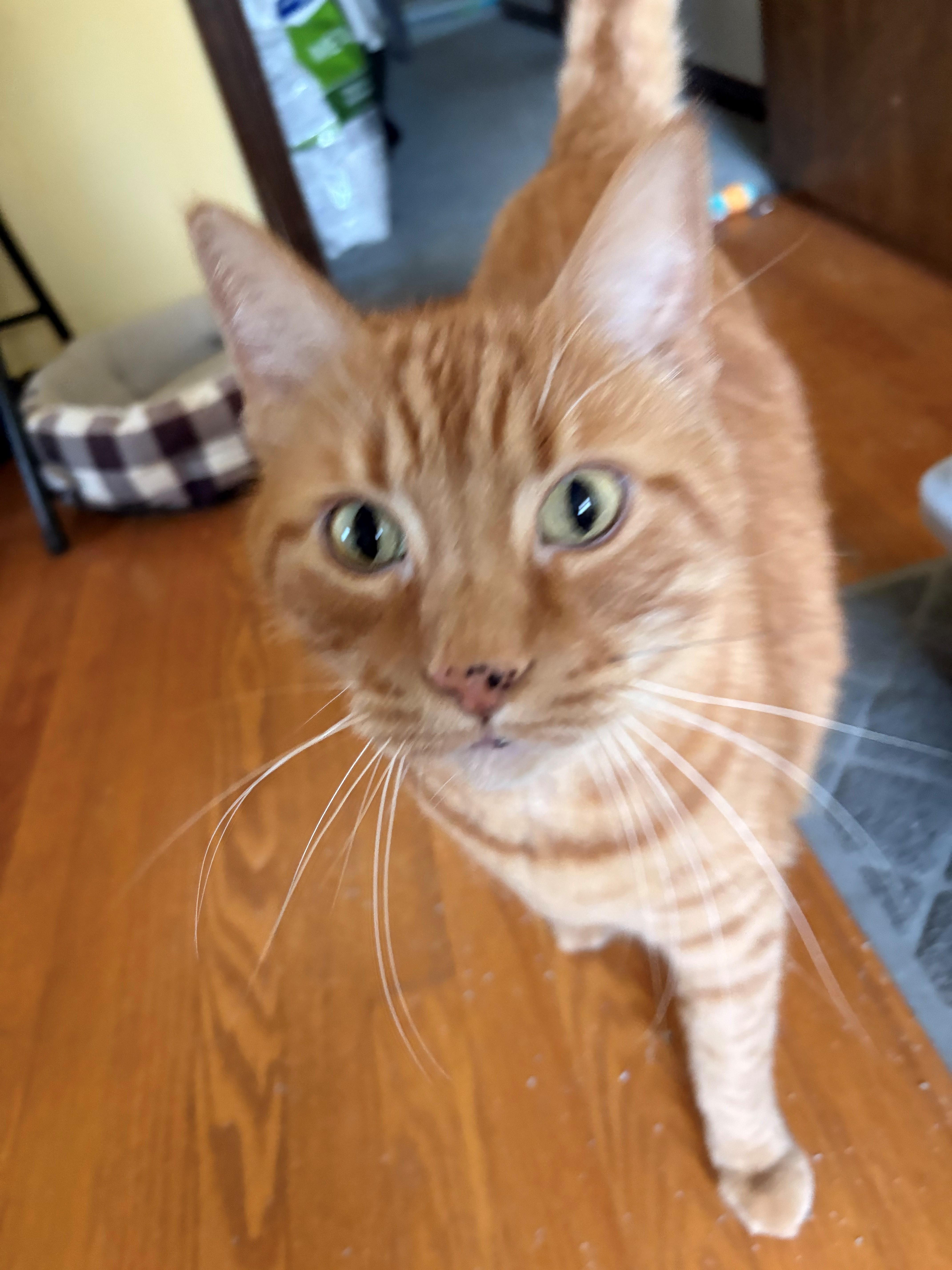 Enlarge Tucker, a ADOPTABLE Domestic Short Hair in Downers Grove, IL image 3/3
