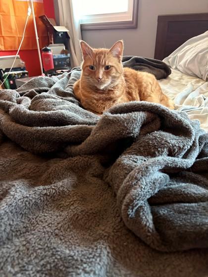 Enlarge Tucker, a ADOPTABLE Domestic Short Hair in Downers Grove, IL image 2/3