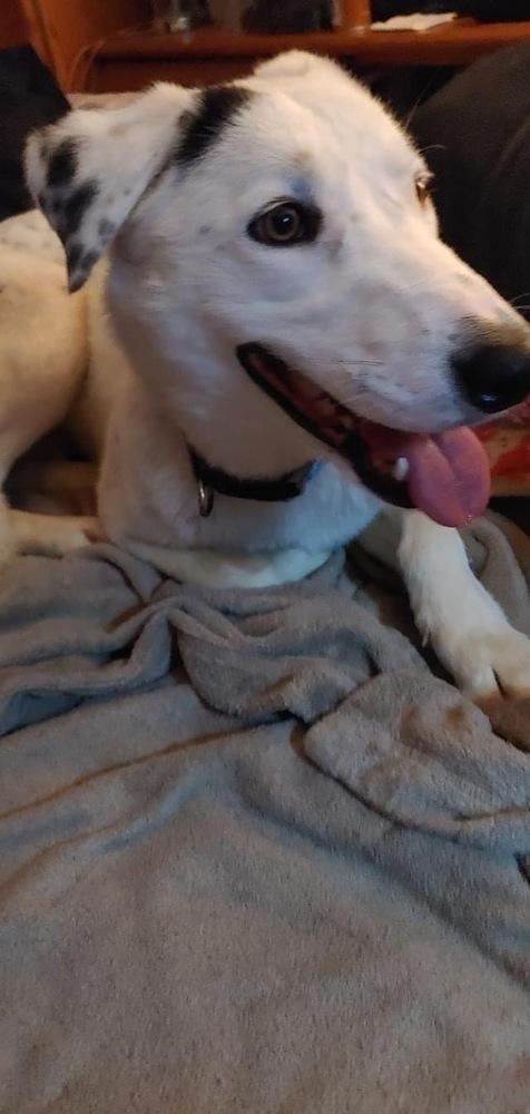 Kendyl, Adopted, Young Female Labrador Retriever & Cattle Dog.