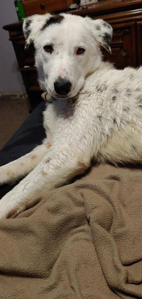 Enlarge Kendyl, a Adopted mixed breed in Palatine, IL image 2/2