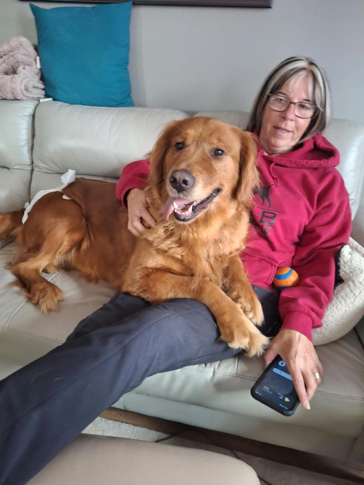 Enlarge Lola, a Adoptable Golden Retriever in Oakville, ON image 3/6