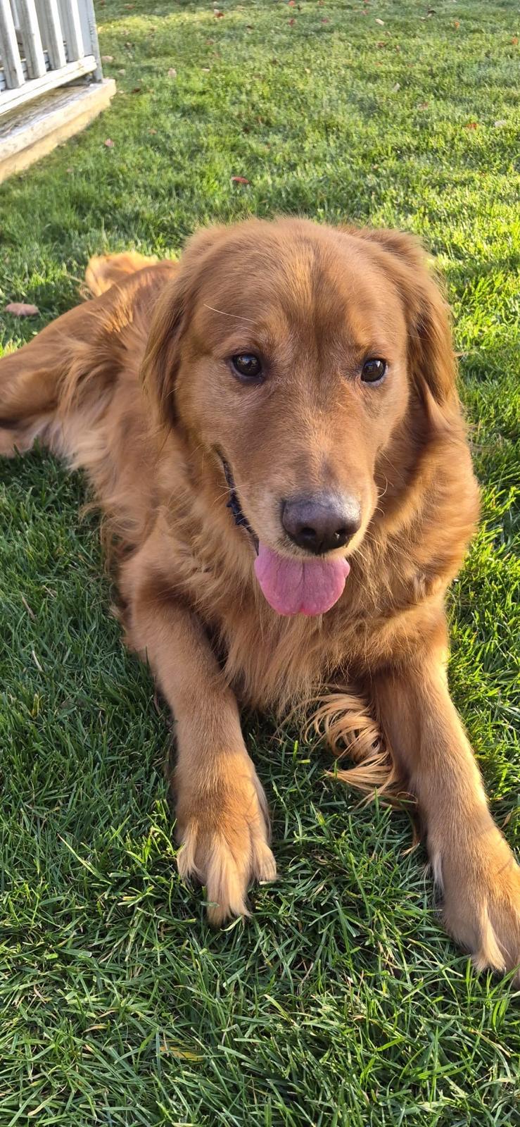 Enlarge Lola, a Adoptable Golden Retriever in Oakville, ON image 2/6