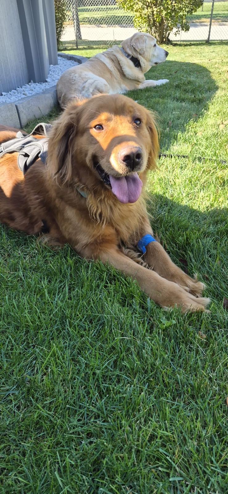 Enlarge Lola, a Adoptable Golden Retriever in Oakville, ON image 6/6