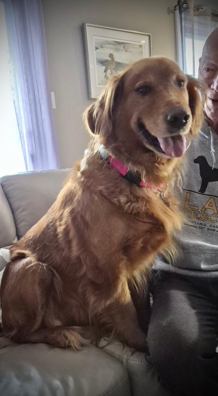 Enlarge Lola, a Adoptable Golden Retriever in Oakville, ON image 4/6