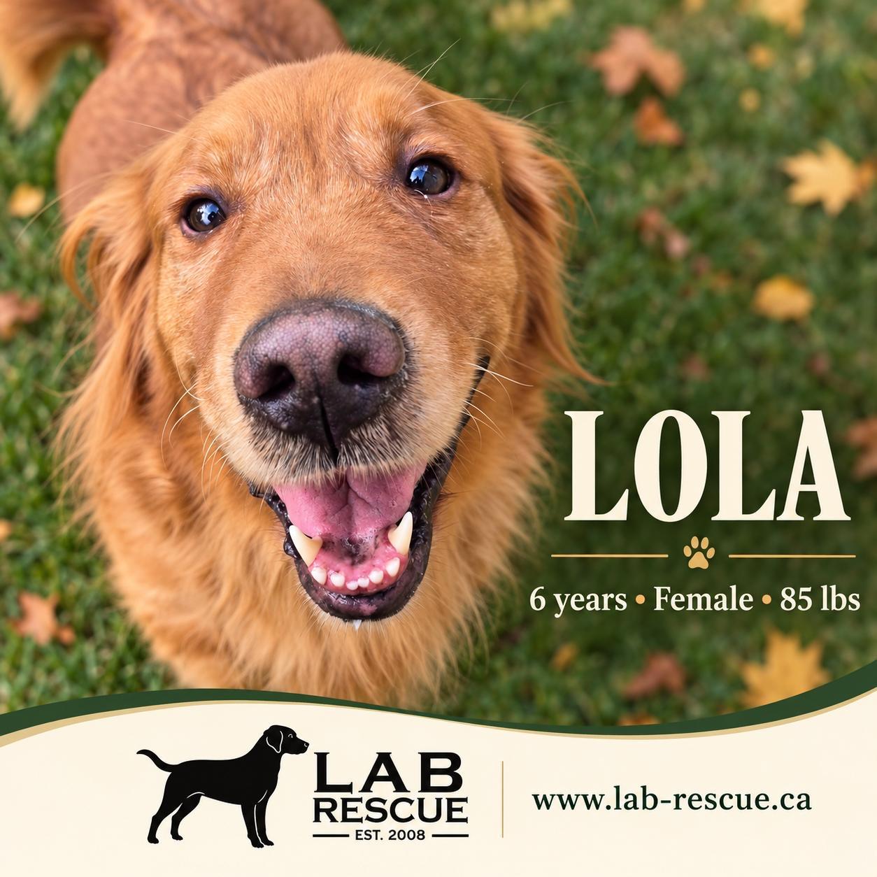 Enlarge Lola, a Adoptable Golden Retriever in Oakville, ON image 1/6