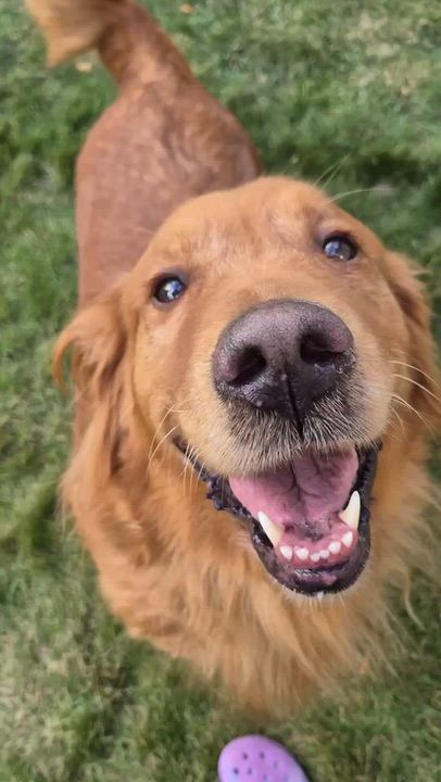 Enlarge Lola, a Adoptable Golden Retriever in Oakville, ON video 5/6