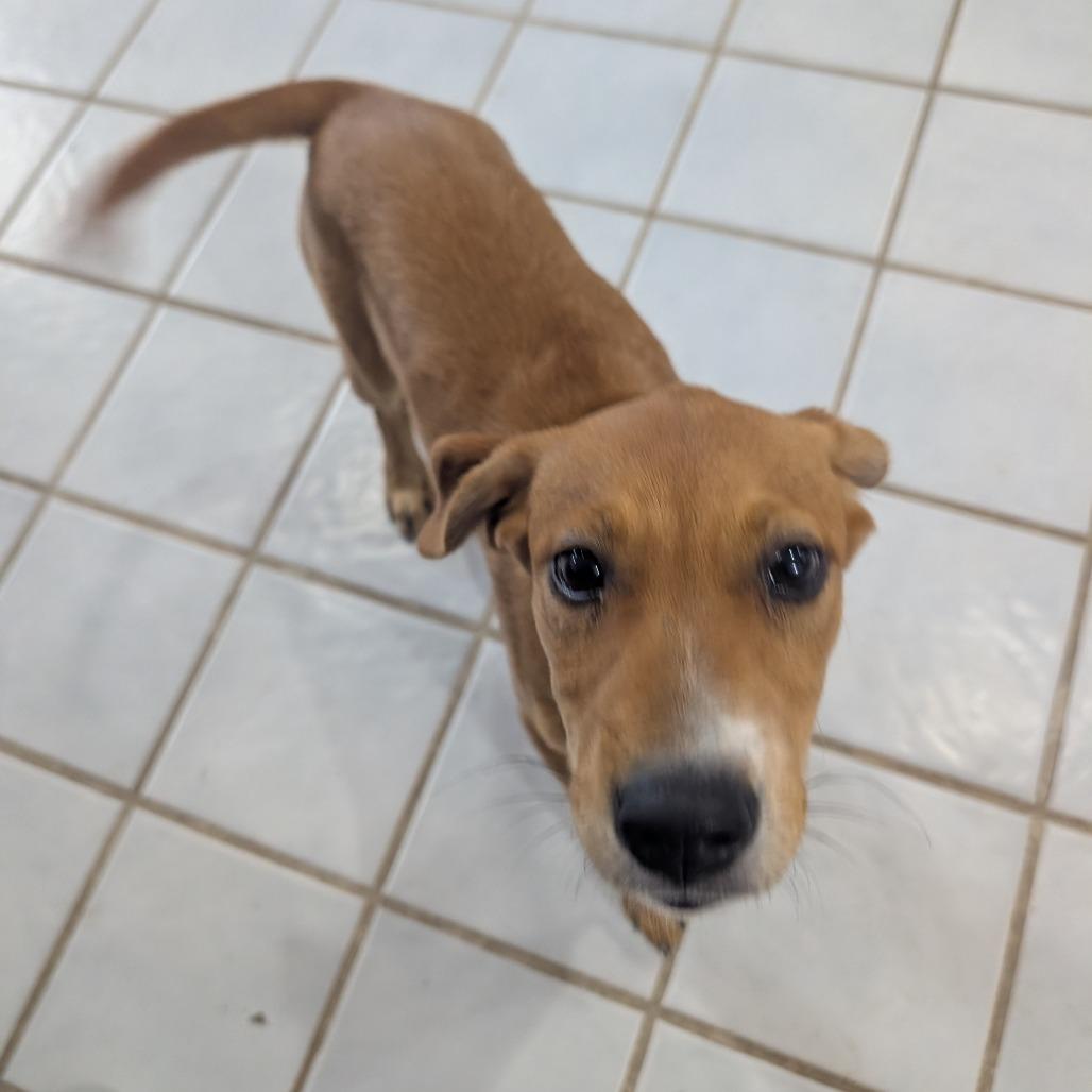 Honey, Adoptable, Puppy Female Terrier.