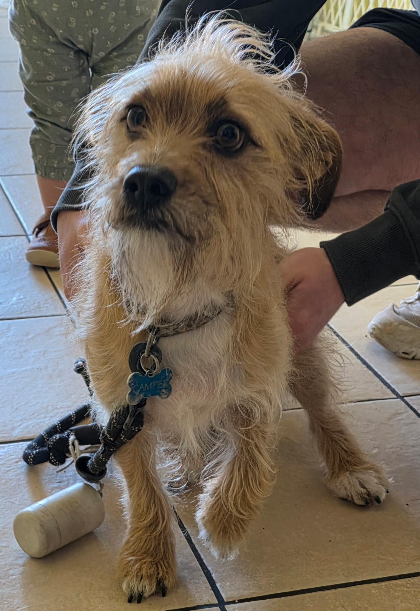 Camper , ADOPTABLE, Adult Male Chiweenie.