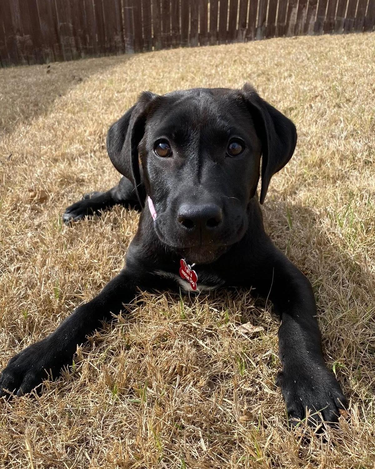 Enlarge Olive, an adoptable mixed breed in Frisco, TX image 2/3