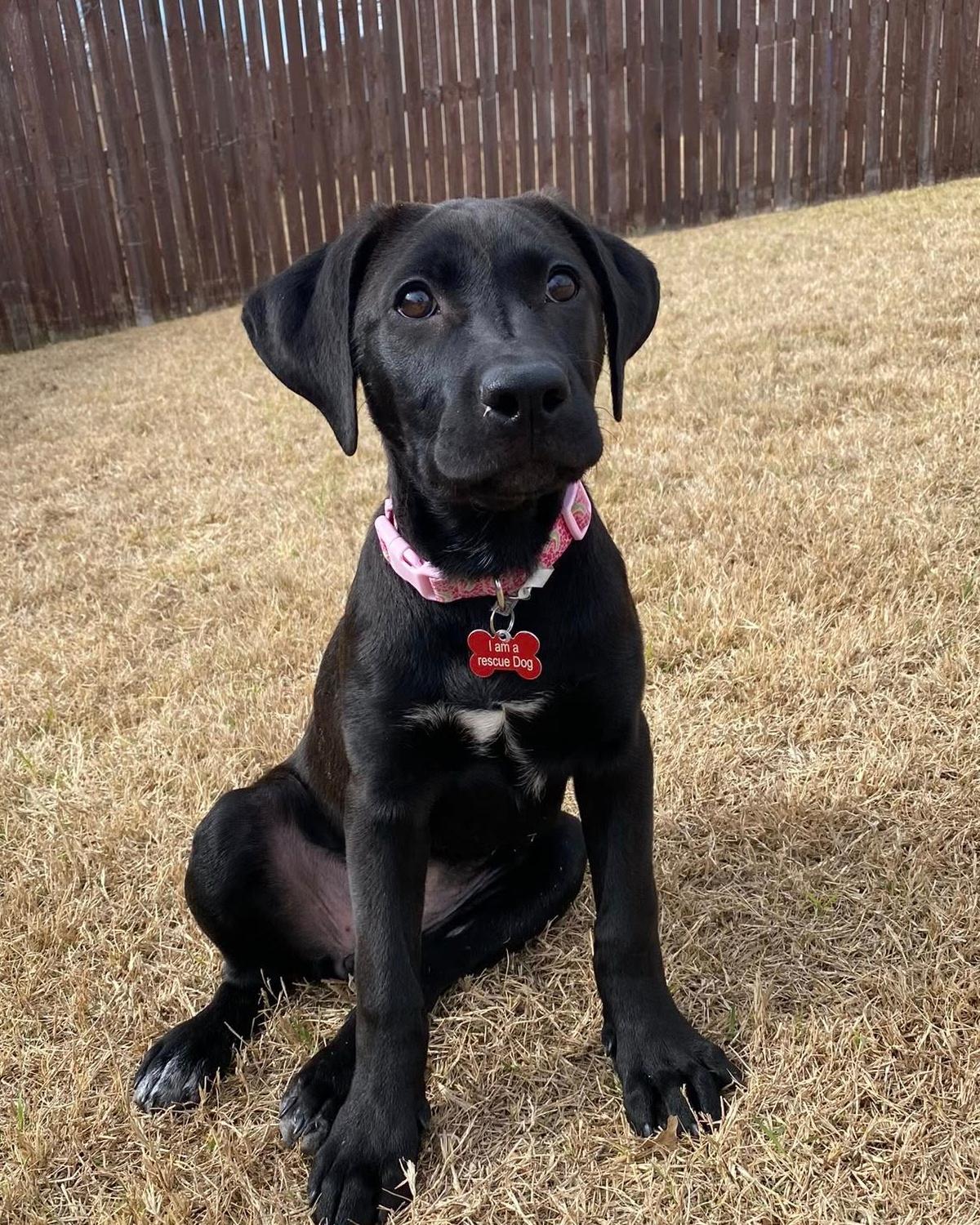 Enlarge Olive, an adoptable mixed breed in Frisco, TX image 3/3