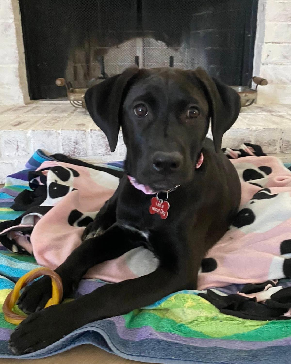 Enlarge Olive, an adoptable mixed breed in Frisco, TX image 1/3