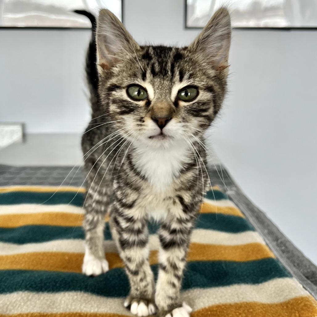 Enlarge Hans and Glen, an adopted Domestic Short Hair in Blaine, MN image 1/2