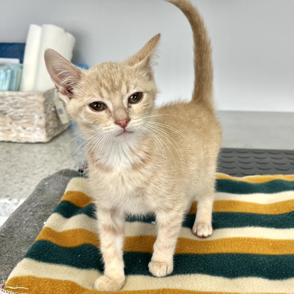 Enlarge Hans and Glen, an adopted Domestic Short Hair in Blaine, MN image 2/2