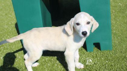 Sable, Adopted, Puppy Female Mixed Breed & Mixed Breed.