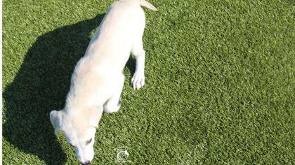 Enlarge Sable, a Adopted mixed breed in Kenansville, NC image 2/3