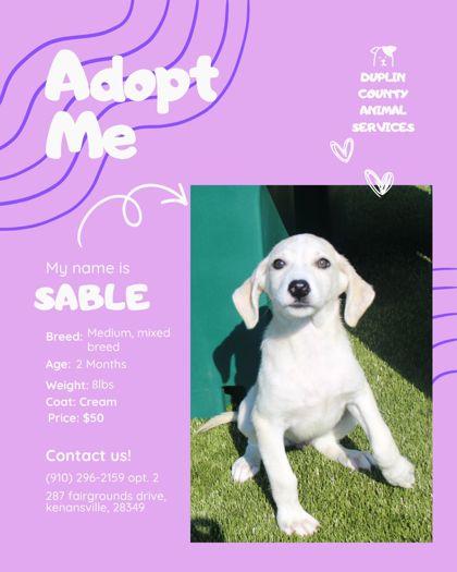 Enlarge Sable, a Adopted mixed breed in Kenansville, NC image 3/3