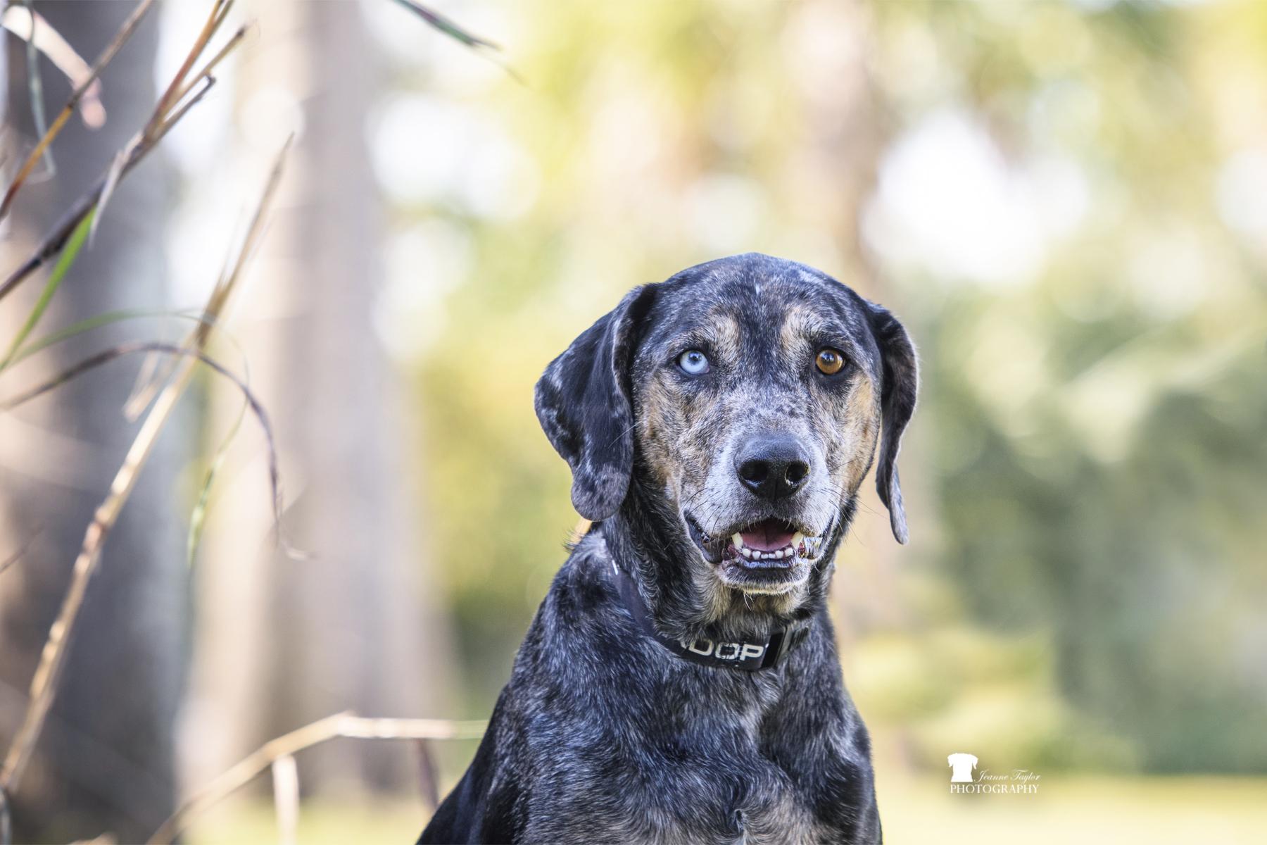 Enlarge River, a ADOPTABLE Catahoula Leopard Dog in charleston, SC image 4/4