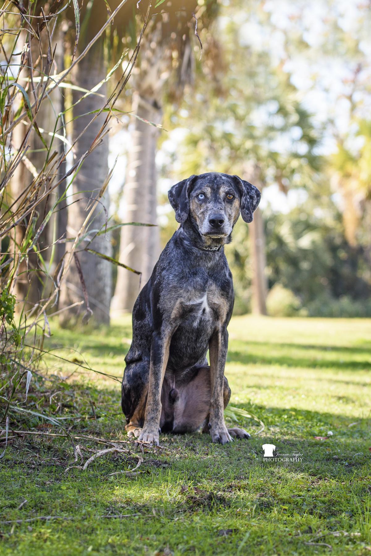 Enlarge River, a ADOPTABLE Catahoula Leopard Dog in charleston, SC image 2/4