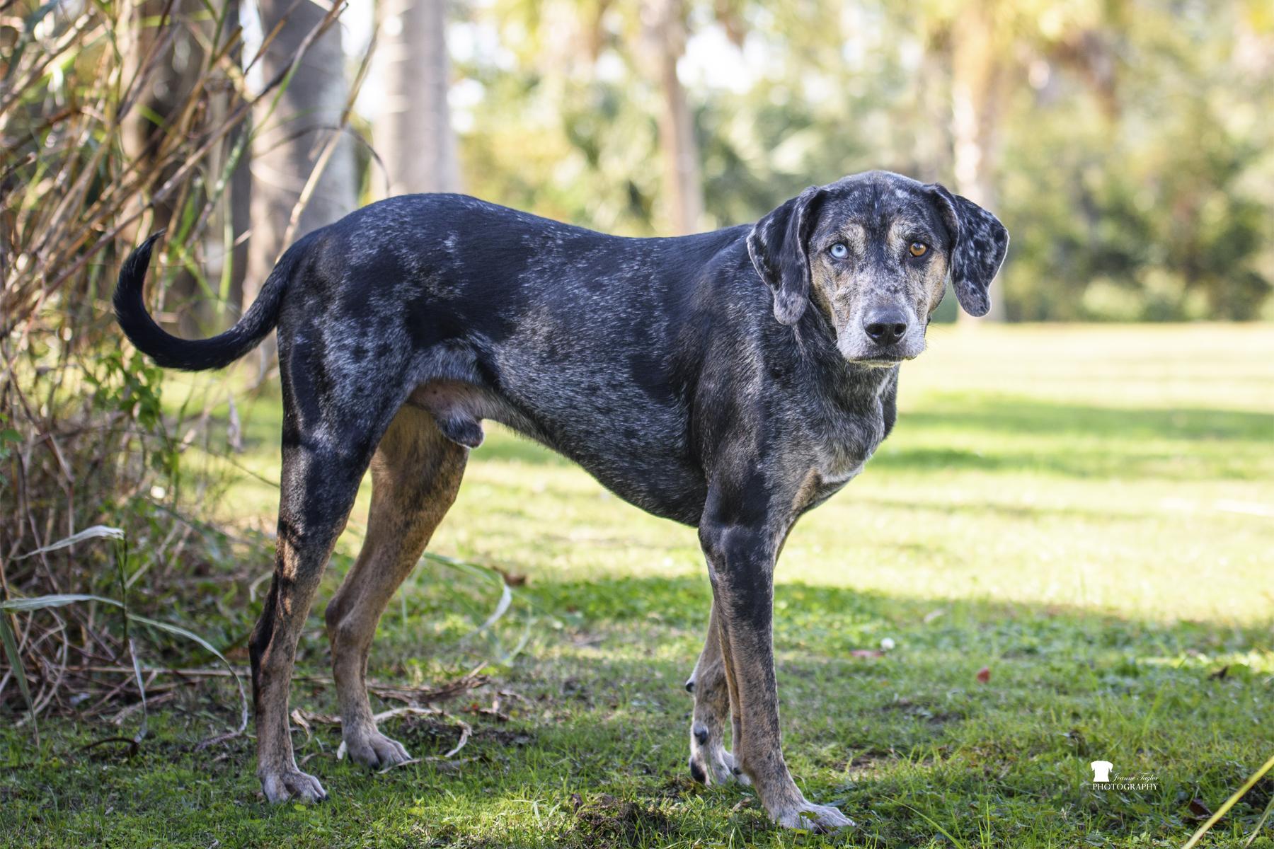 Enlarge River, a ADOPTABLE Catahoula Leopard Dog in charleston, SC image 3/4