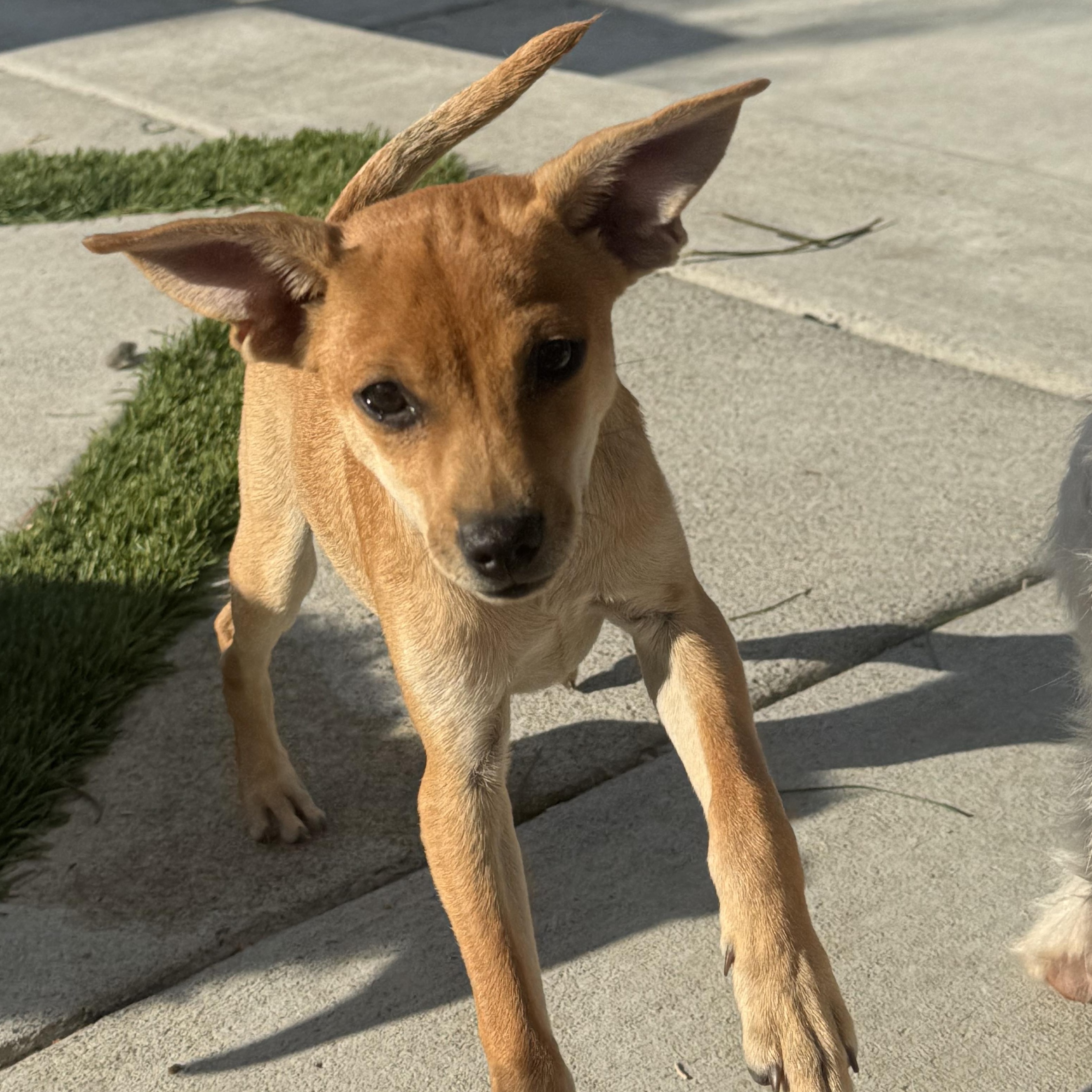 Enlarge Mr. Adorable Pico, a Adoptable mixed breed in Vancouver, BC image 2/6