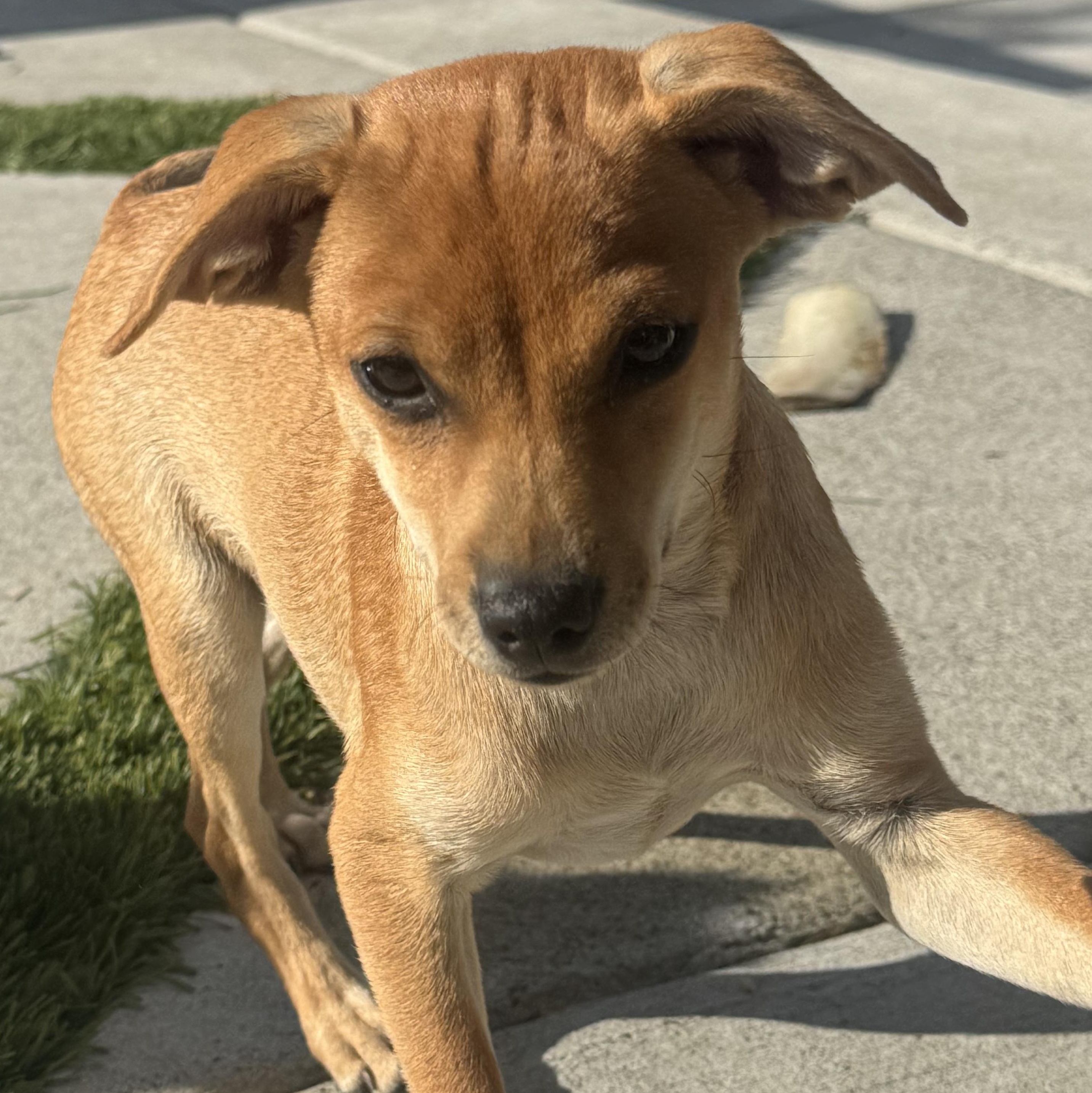 Enlarge Mr. Adorable Pico, a Adoptable mixed breed in Vancouver, BC image 3/6