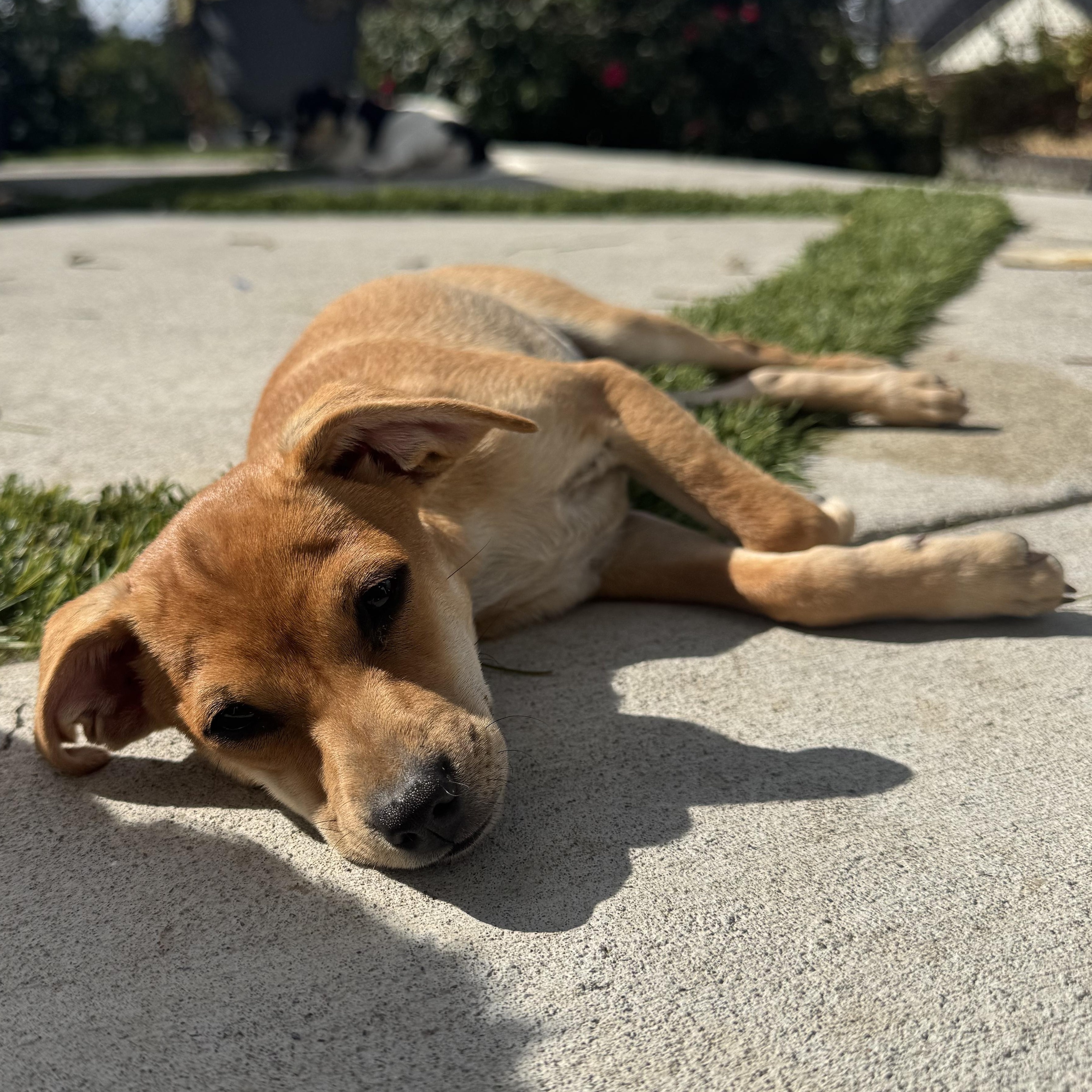 Enlarge Mr. Adorable Pico, a Adoptable mixed breed in Vancouver, BC image 6/6