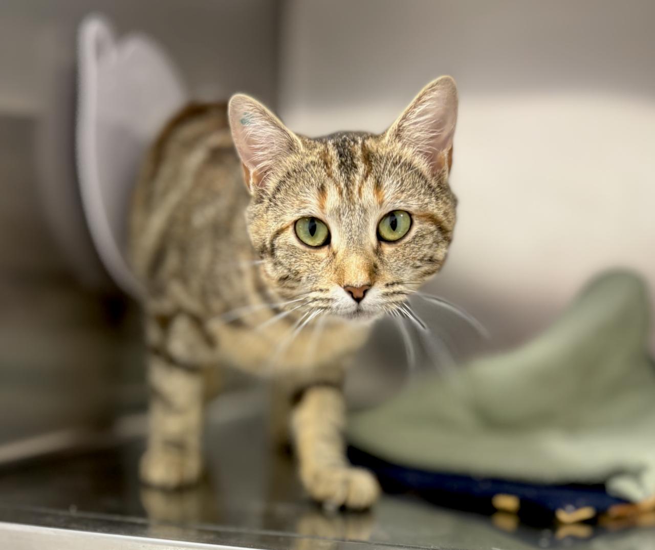 Jewel, ADOPTABLE, Adult Female Domestic Short Hair.