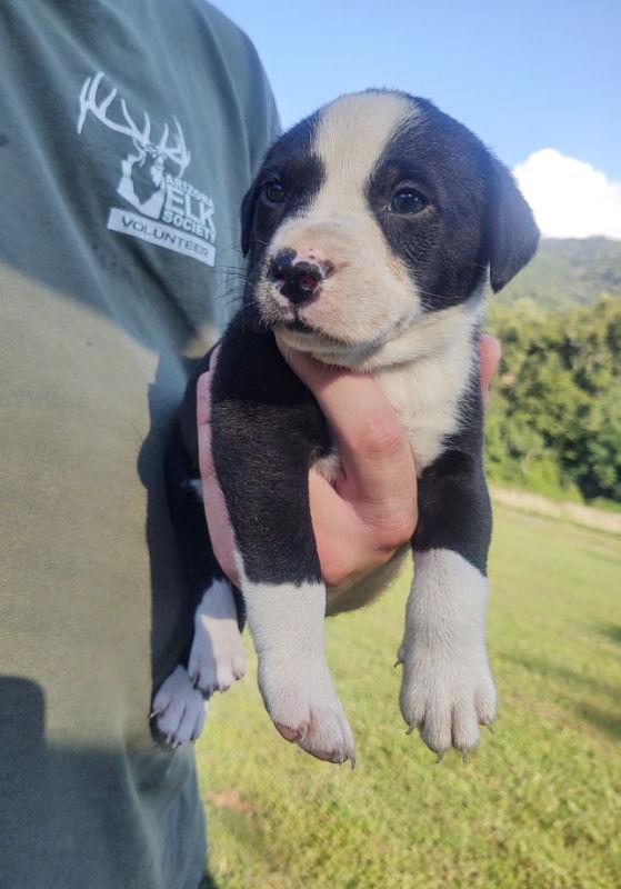 Persimmon (8w,8lbs), Adopted, Young Male Pit Bull Terrier & Labrador Retriever.