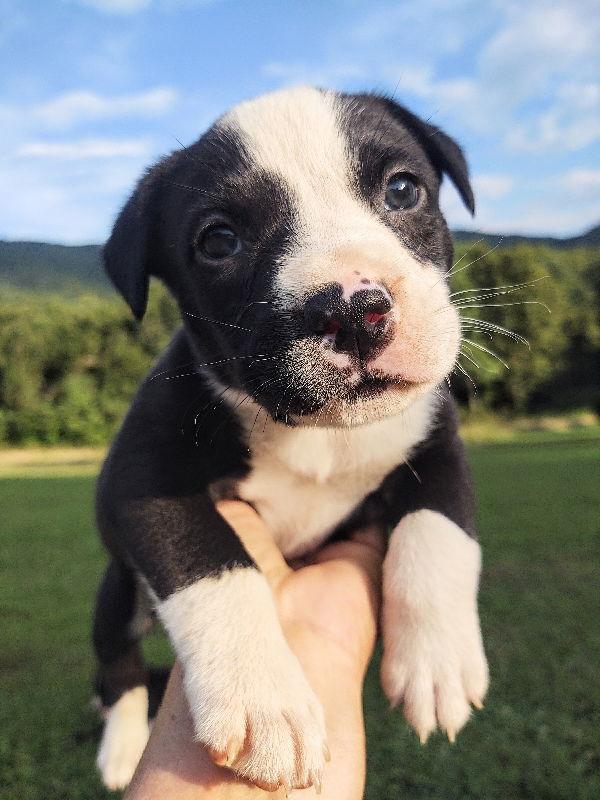 Persimmon (8w,8lbs), a Adopted mixed breed in Hinton, WV image 2/2
