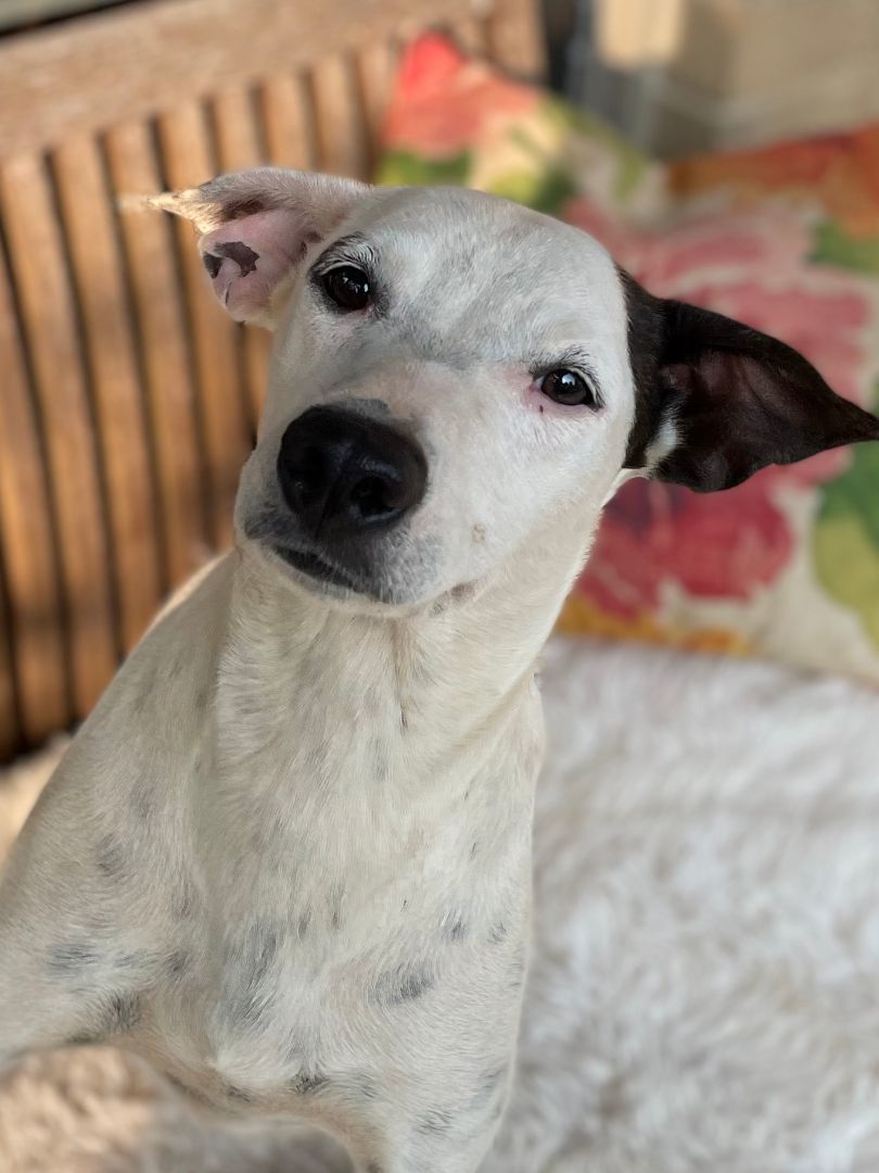 Curly, a Adoptable mixed breed in Plumerville, AR image 1/6