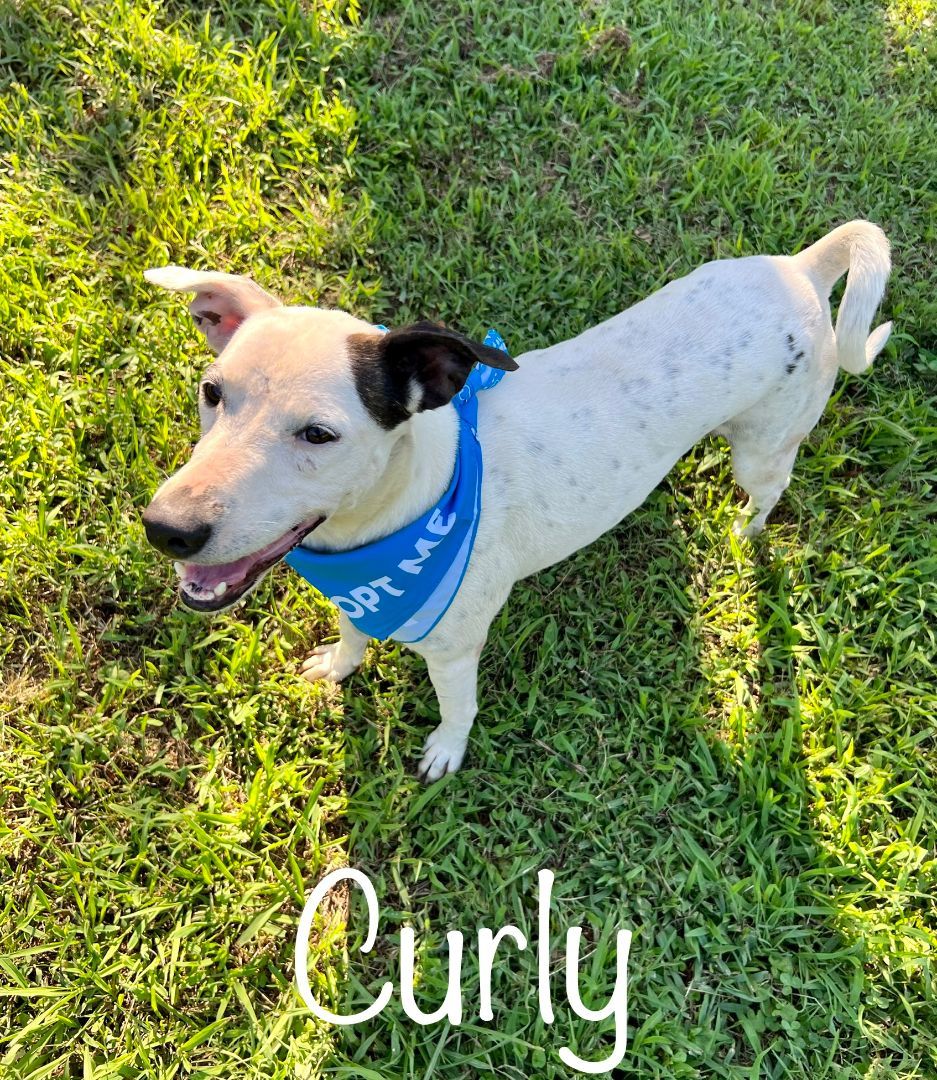 Curly, a Adoptable mixed breed in Plumerville, AR image 2/6