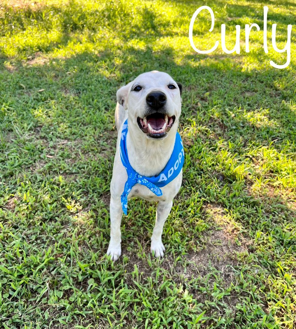 Curly, a Adoptable mixed breed in Plumerville, AR image 3/6