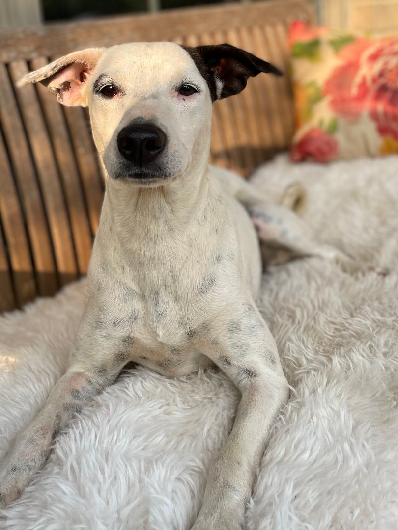 Curly, a Adoptable mixed breed in Plumerville, AR image 4/6