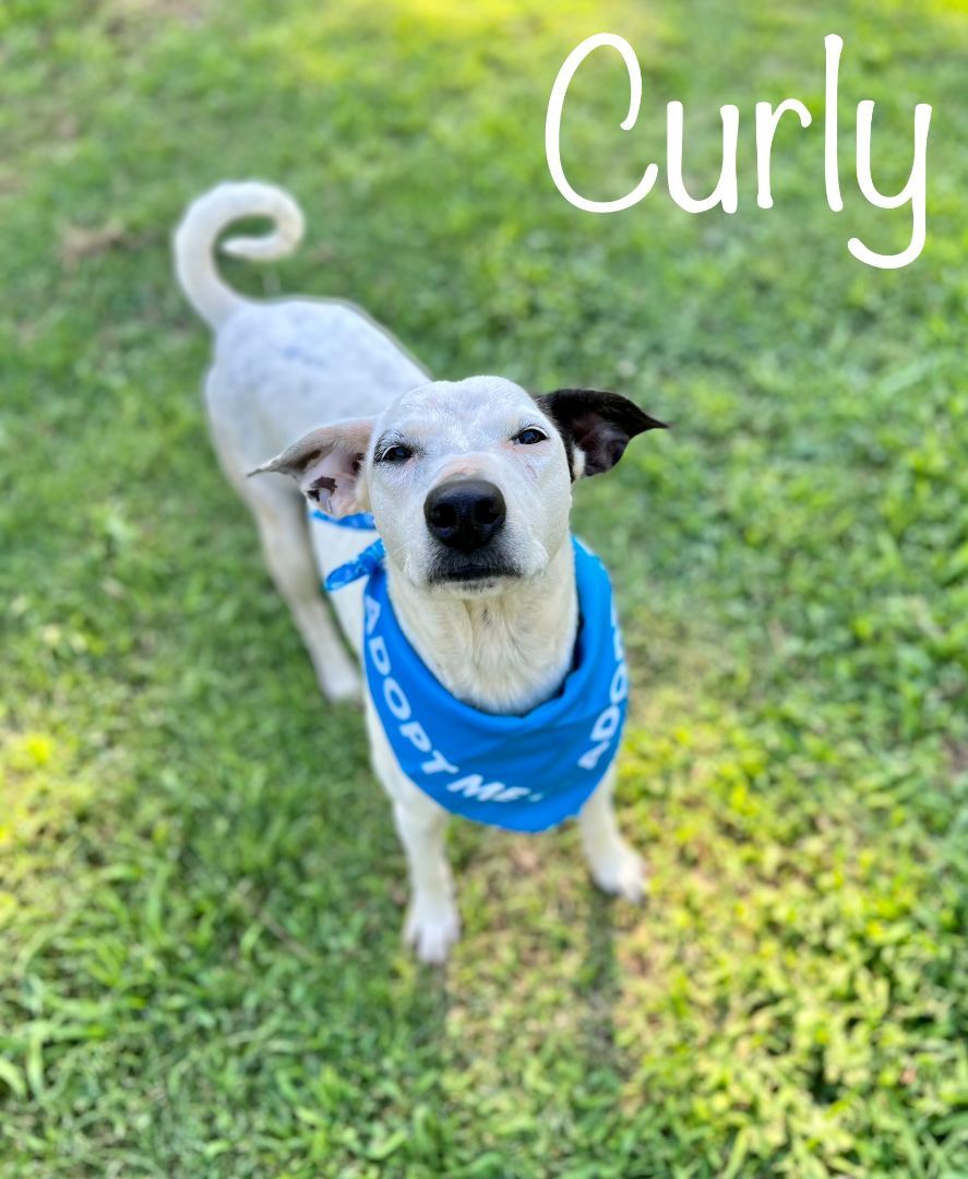 Curly, a Adoptable mixed breed in Plumerville, AR image 5/6