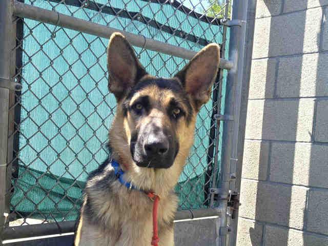 STYLES, Adoptable, Young Male German Shepherd Dog.