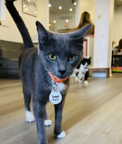 Boogie (Pounce Cat Cafe), Adoptable, Adult Female Domestic Short Hair & Domestic Short Hair.