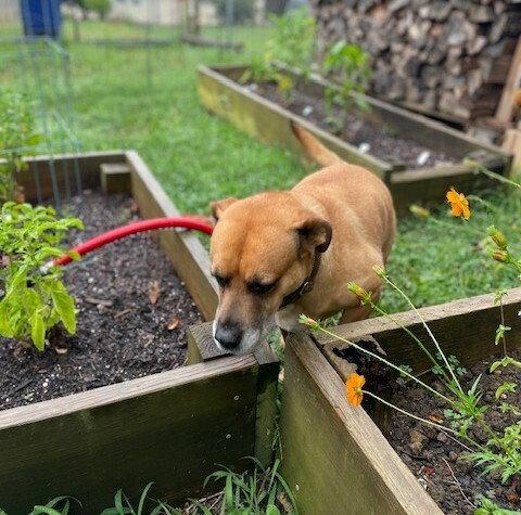 Gretchen, Adoptable, Senior Female Terrier.