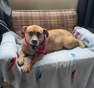 Enlarge Gretchen, a Adoptable Terrier in Candler, NC image 2/3