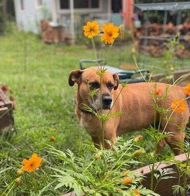 Enlarge Gretchen, a Adoptable Terrier in Candler, NC image 3/3