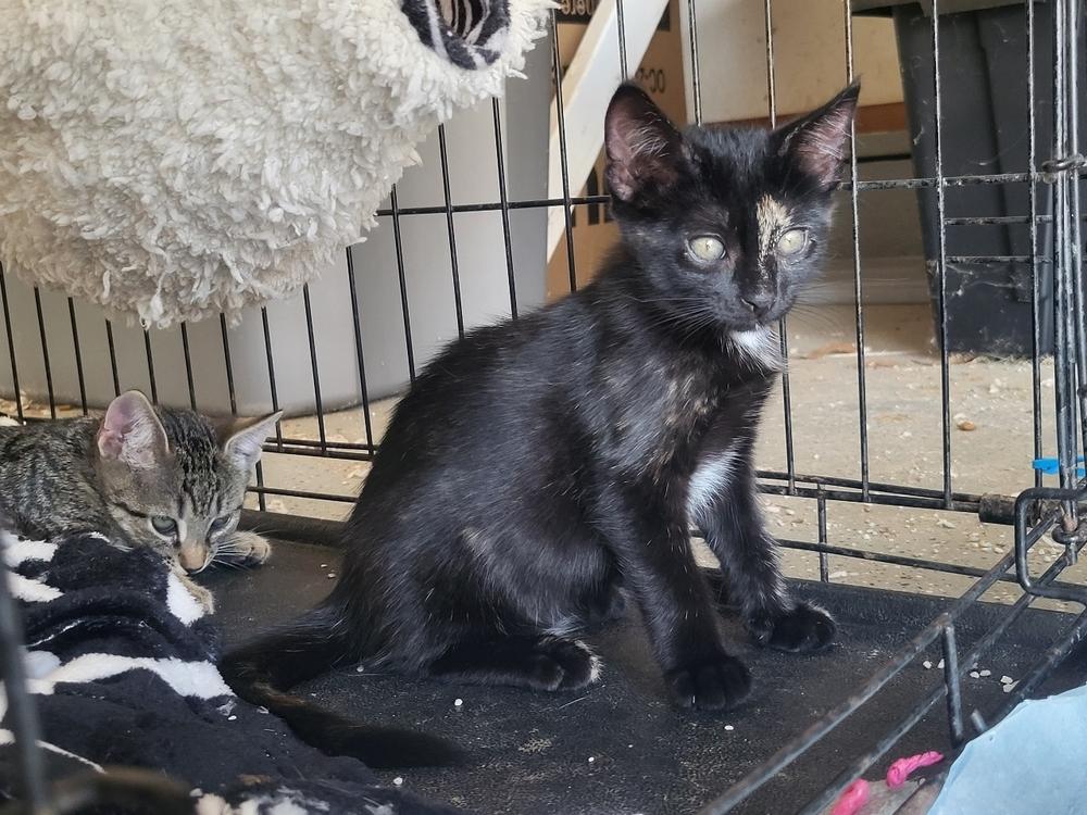 Enlarge Lucky, a Adoptable Domestic Short Hair in Kannapolis, NC image 1/3