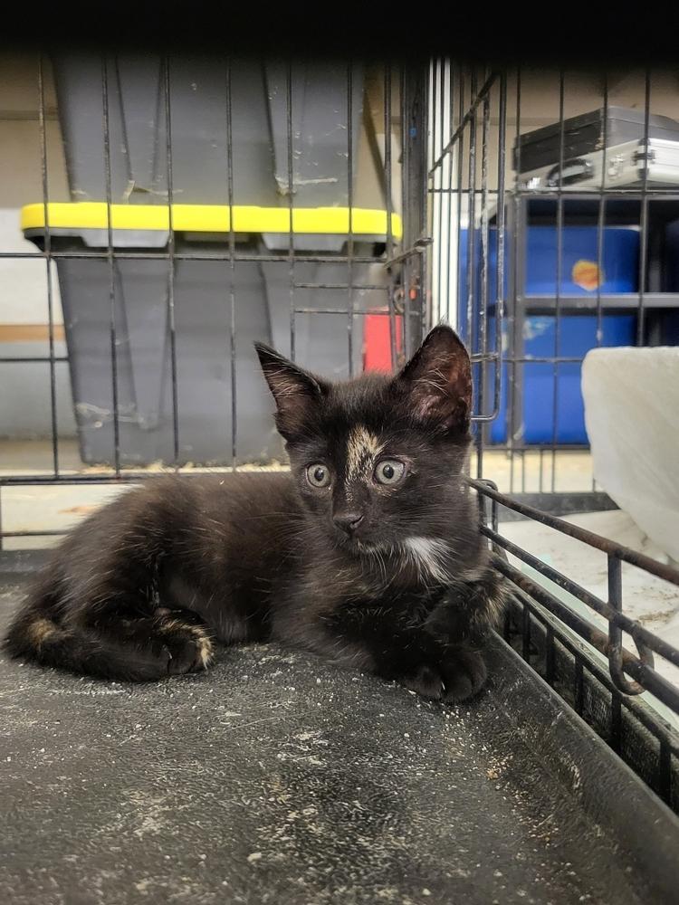 Enlarge Lucky, a Adoptable Domestic Short Hair in Kannapolis, NC image 2/3