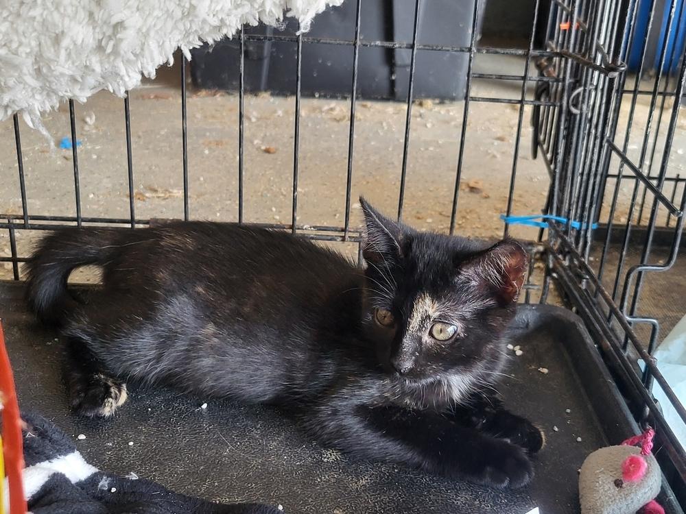 Enlarge Lucky, a Adoptable Domestic Short Hair in Kannapolis, NC image 3/3