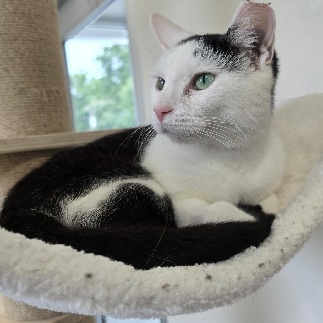 Enlarge Frida, a Adoptable Domestic Short Hair in Nashville, TN image 3/4