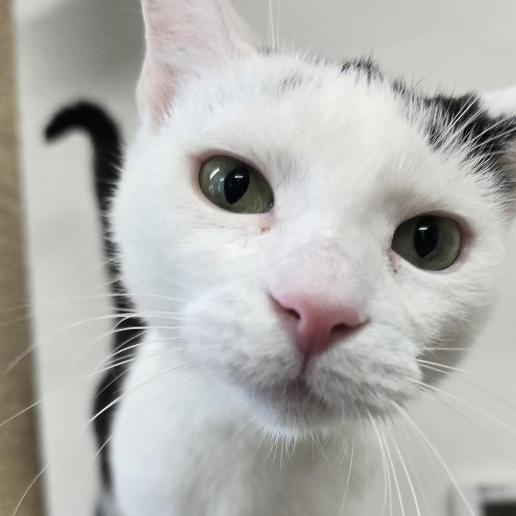 Enlarge Frida, a Adoptable Domestic Short Hair in Nashville, TN image 4/4