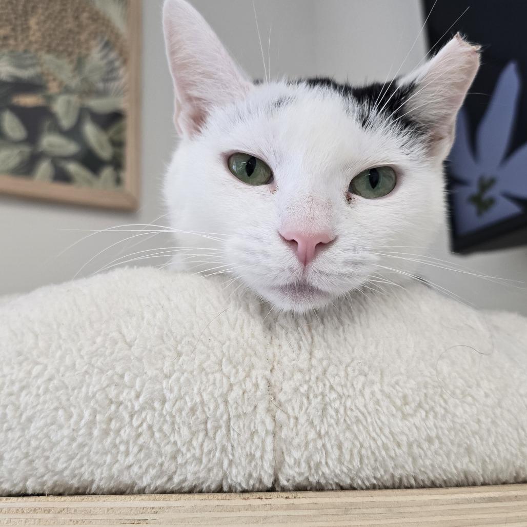 Frida, Adoptable, Young Female Domestic Short Hair.