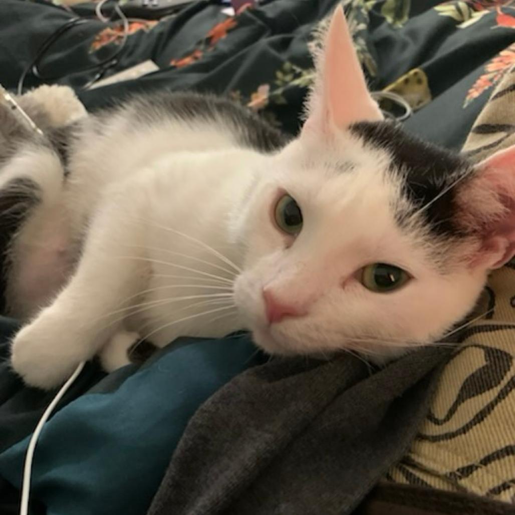 Enlarge Frida, a Adoptable Domestic Short Hair in Nashville, TN image 2/4