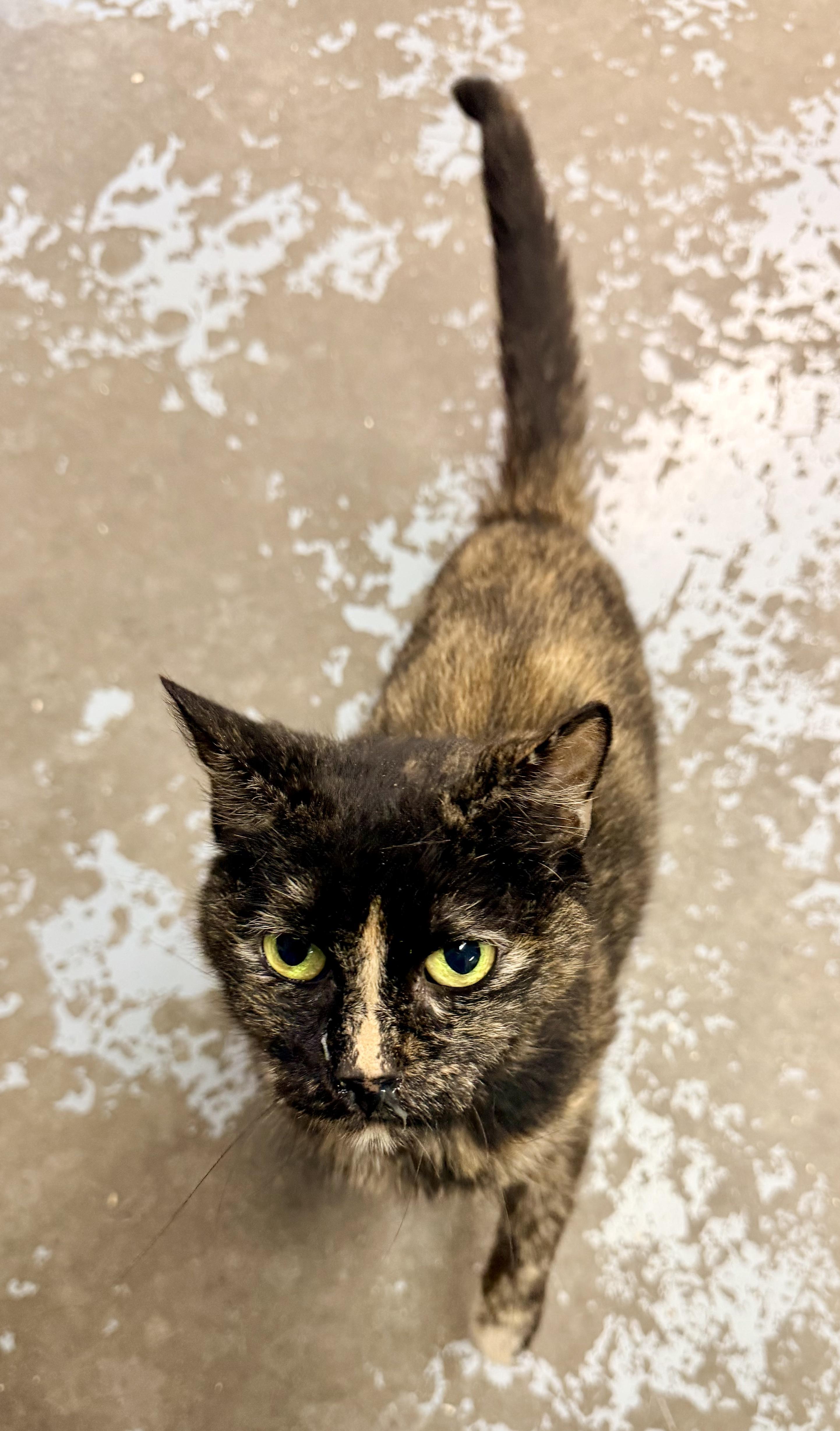 Enlarge Wrenlee, a Adoptable Domestic Short Hair in Pottsville, PA image 1/1