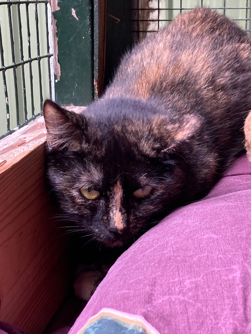 Wrenlee, Adoptable, Young Female Domestic Short Hair.