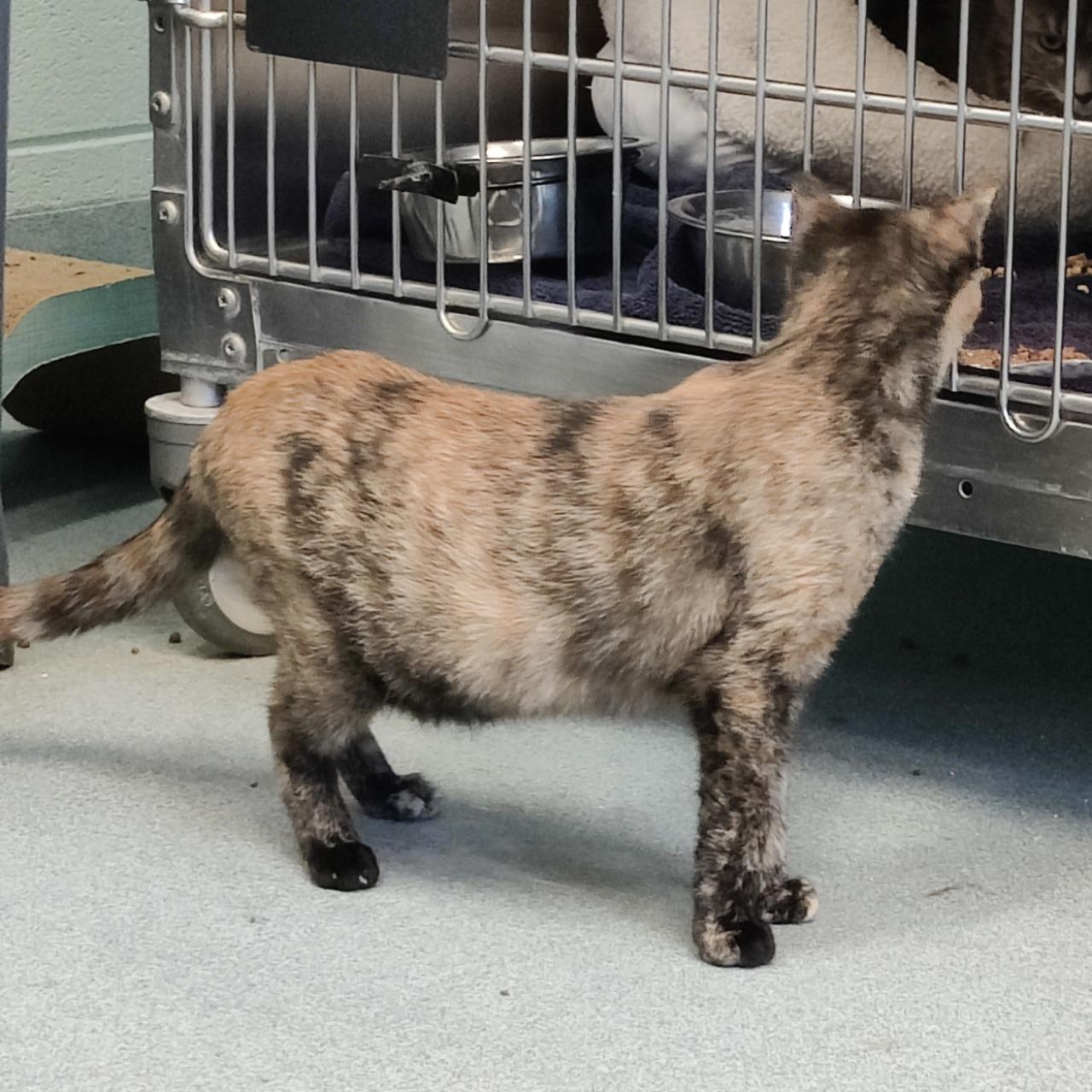 Enlarge Hootie, a Adoptable Domestic Short Hair in Berryville, VA image 3/4